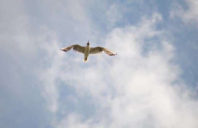 Bird meaning freedom